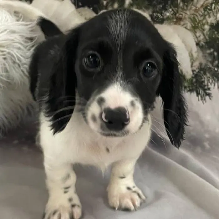 Male Dachshund Puppy for Sale in Monroeville, PA