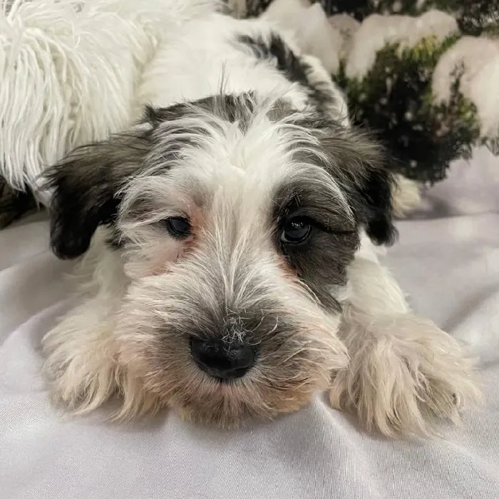 Male Mini Schnauzer Puppy for Sale in Monroeville, PA