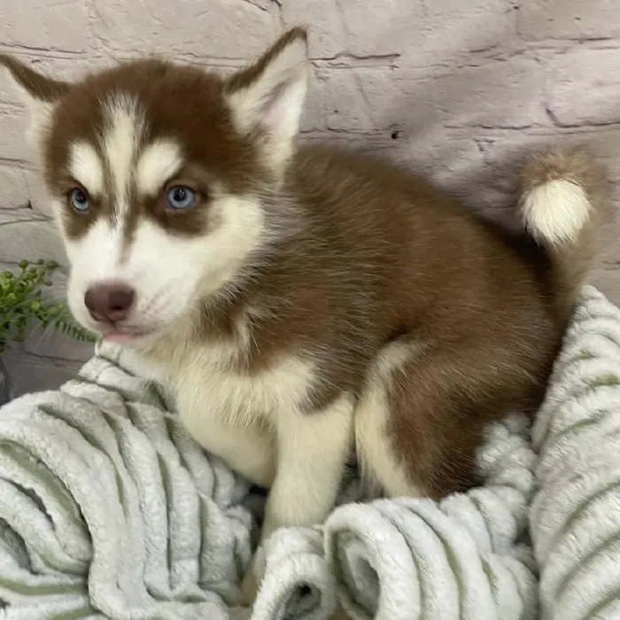 Female Siberian Husky Puppy for Sale in Monroeville, PA