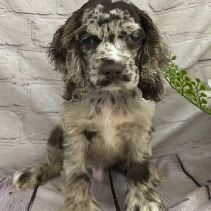 Male Cocker Spaniel Puppy for Sale in Monroeville, PA