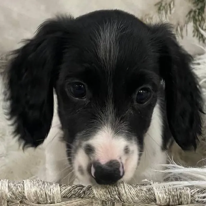 Male Dachshund Puppy for Sale in Monroeville, PA