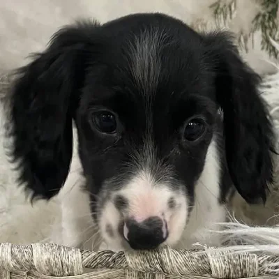 Male Dachshund Puppy for Sale in Monroeville, PA