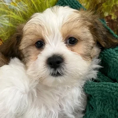 Male Teddy Bear Puppy for Sale in Monroeville, PA
