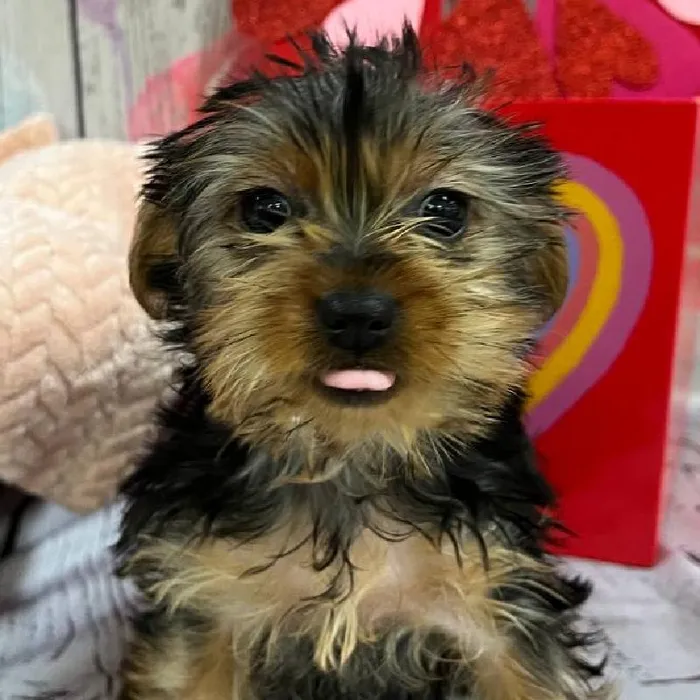 Female Yorkie Puppy for Sale in Monroeville, PA