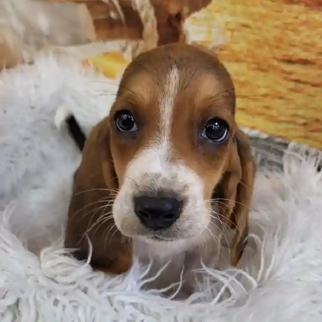 Male Basset Hound Puppy for Sale in Monroeville, PA