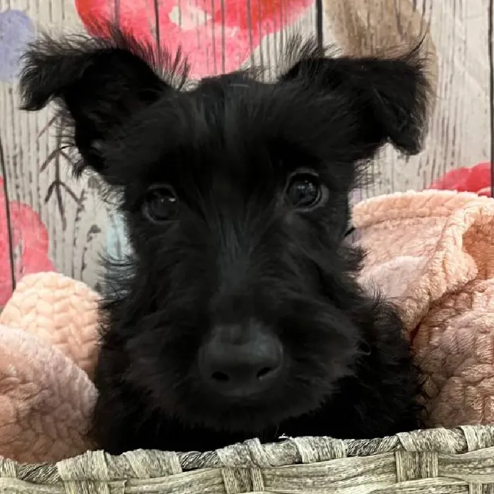 Male Scottish Terrier Puppy for Sale in Monroeville, PA