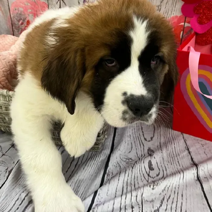 Female Saint Bernard Puppy for Sale in Monroeville, PA