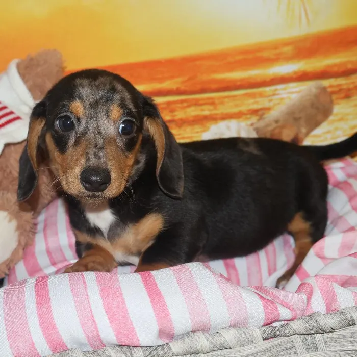 Male Dachshund Puppy for Sale in Monroeville, PA