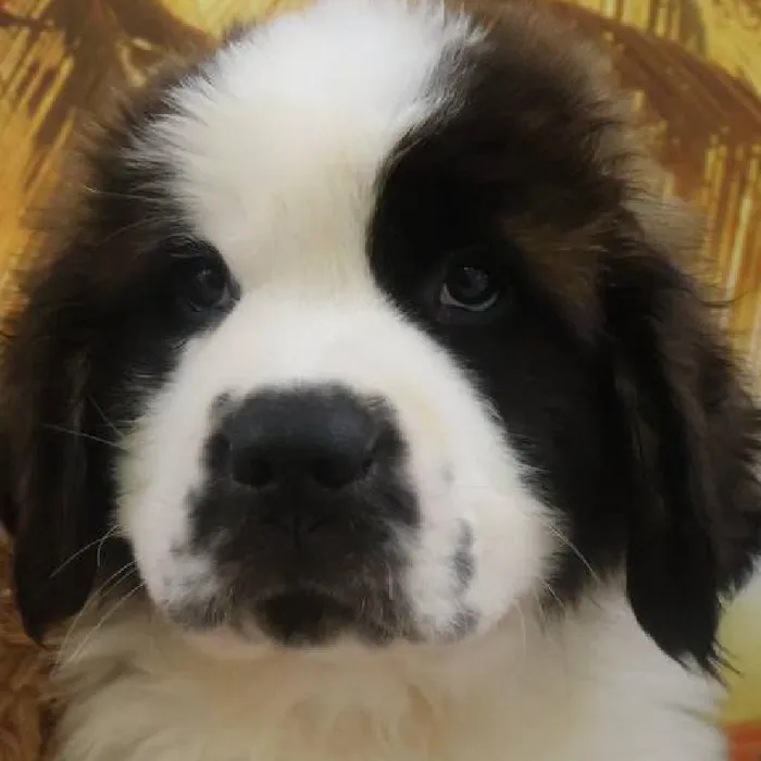 Male Saint Bernard Puppy for Sale in Monroeville, PA