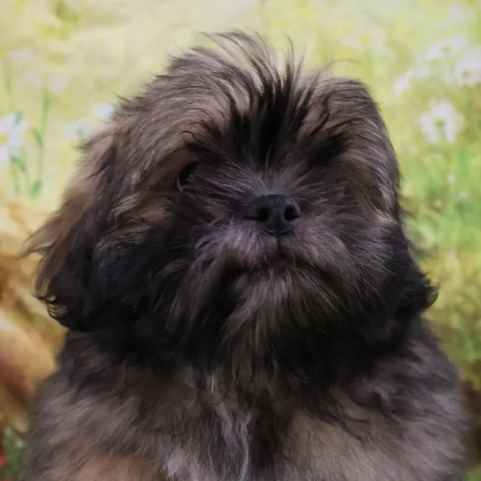 Male Lhasa Apso puppy named Negan for sale at Petland Monroeville.