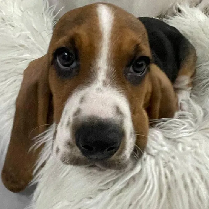 Male Basset Hound Puppy for Sale in Monroeville, PA
