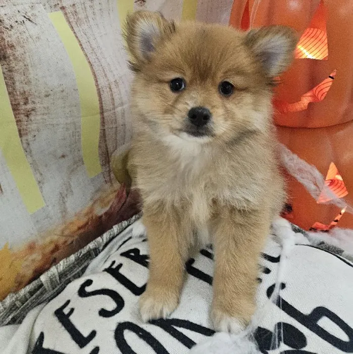 Male Pomeranian Puppy for Sale in Monroeville, PA