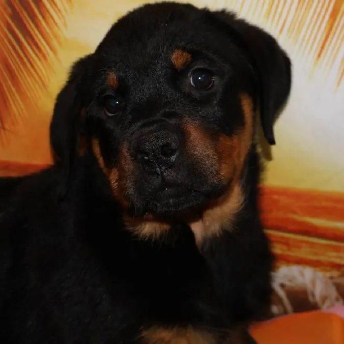 Female Rottweiler puppy named Rosita for sale at Petland Monroeville.