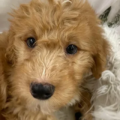 Male Mini Bernedoodle Puppy for Sale in Monroeville, PA