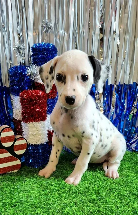 Female Dalmatian puppy named Shelia for sale at Petland Monroeville.