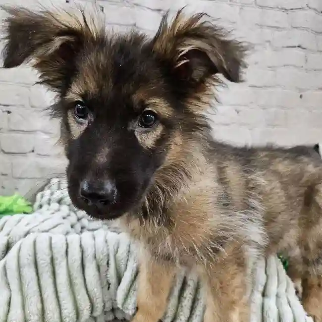 Female German Shepherd Puppy for Sale in Monroeville, PA