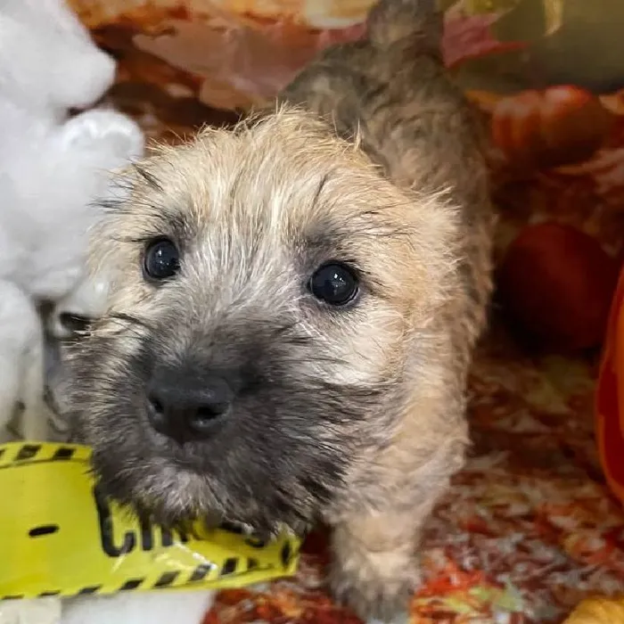 Female Cairn Terrier Puppy for Sale in Monroeville, PA