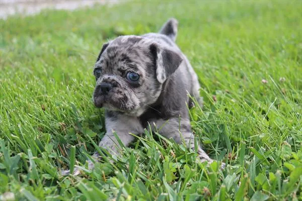 Male Pug puppy named Philip for sale at Petland Monroeville.
