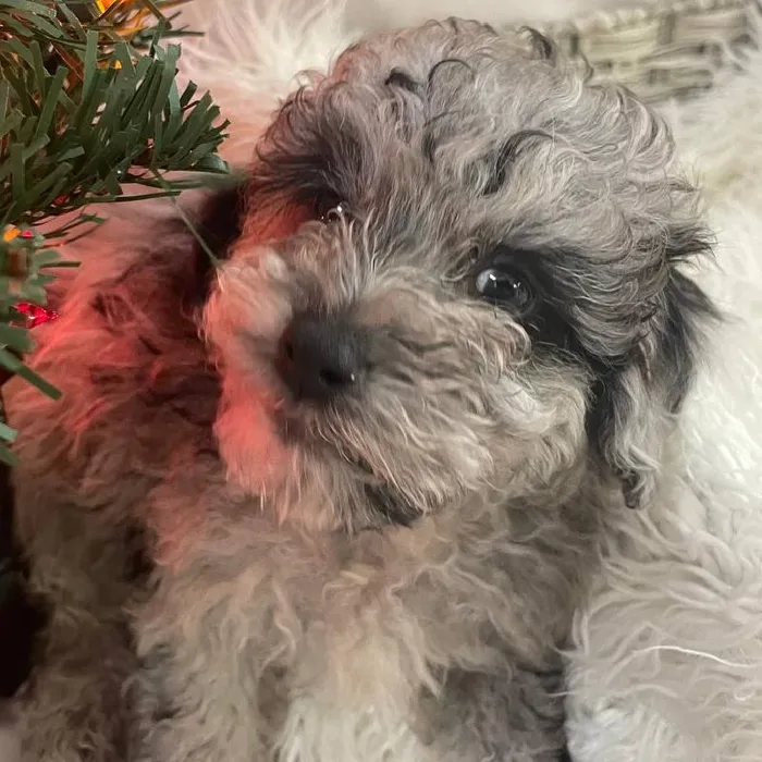 Male Mini Poodle Puppy for Sale in Monroeville, PA