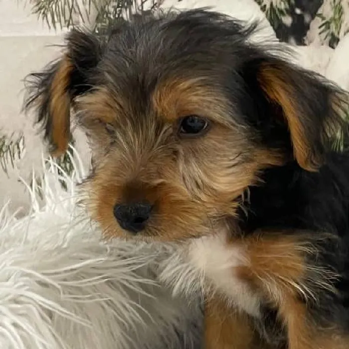 Male Yorkie Puppy for Sale in Monroeville, PA