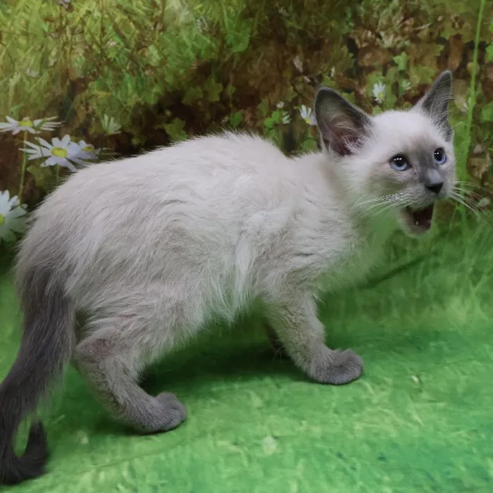 Male Siamese kitten named Milo for sale at Petland Monroeville.