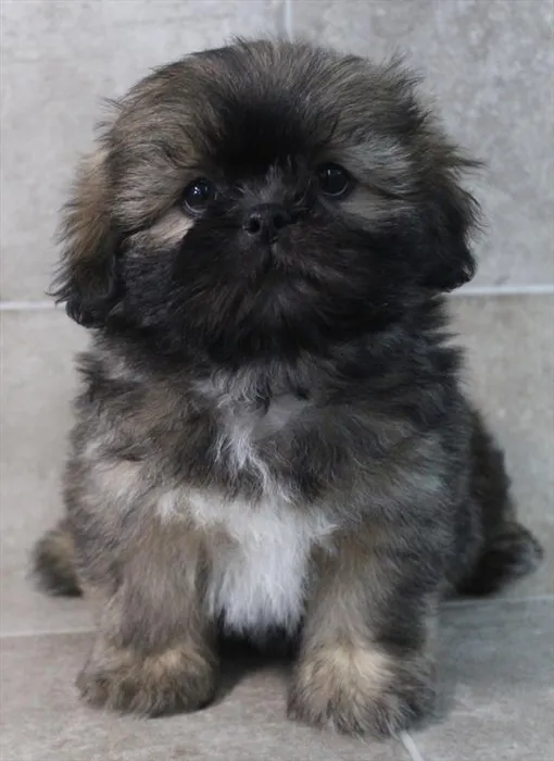 Male Lhasa Apso puppy named Negan for sale at Petland Monroeville.