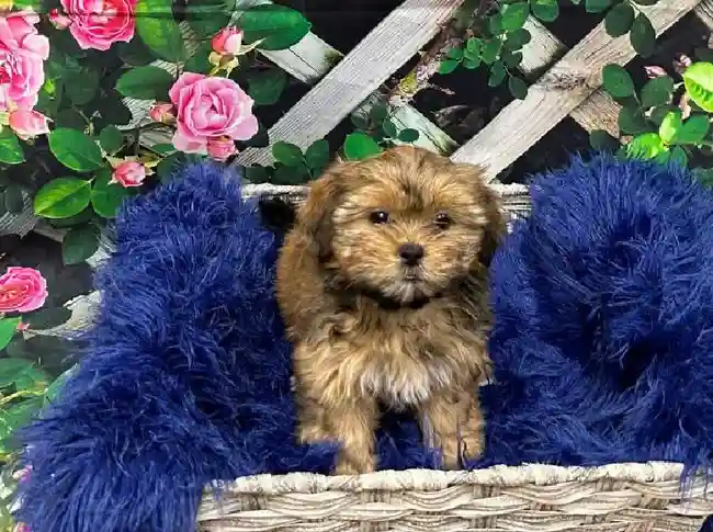 Female Shorkie Puppy for Sale in Pittsburgh, PA