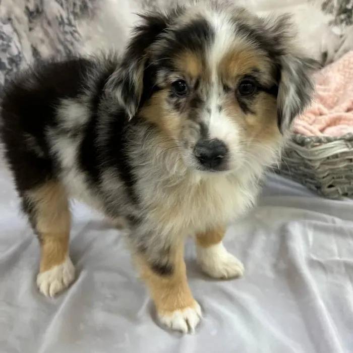Female Miniature Australian Shepherd Puppy for Sale in Monroeville, PA