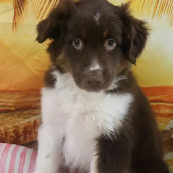 Male Miniature Australian Shepherd Puppy for Sale in Monroeville, PA