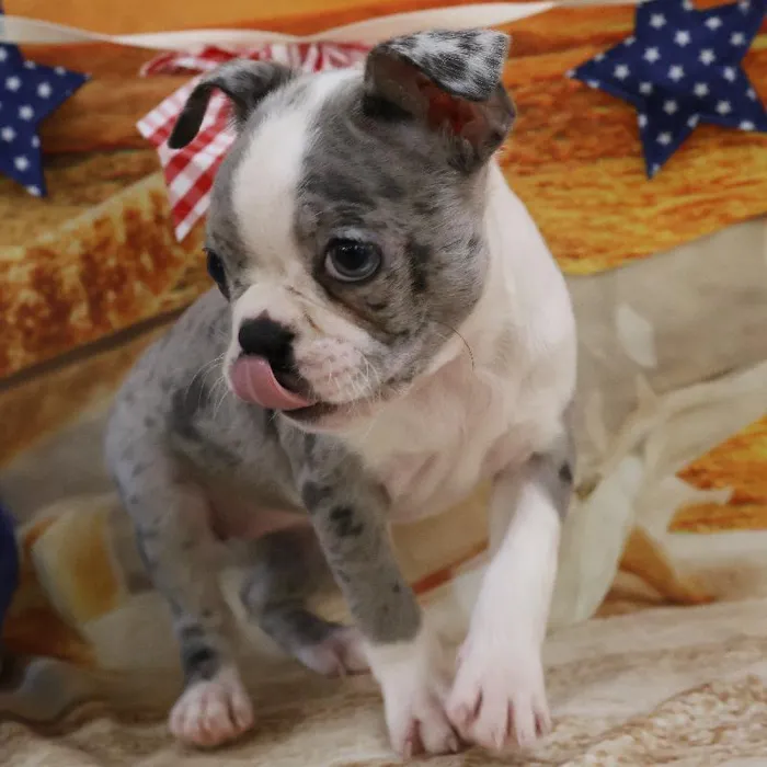 Female Boston Terrier puppy named Marie for sale at Petland Monroeville.