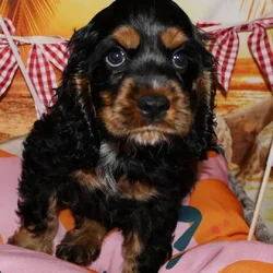 Male Cocker Spaniel puppy named Jenna for sale at Petland Monroeville.