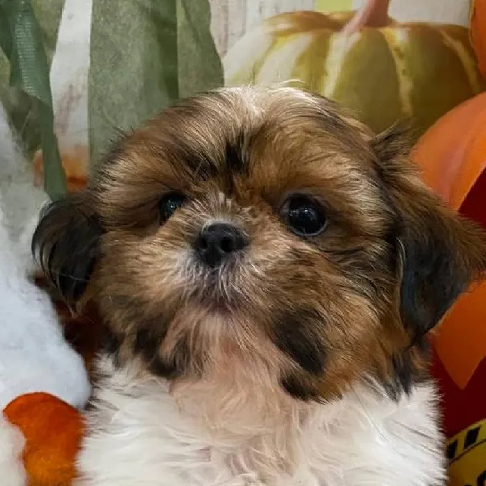 Female Shih Tzu Puppy for Sale in Monroeville, PA