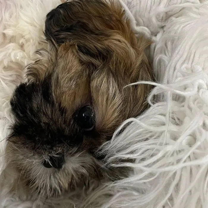Male Shih Tzu Puppy for Sale in Monroeville, PA