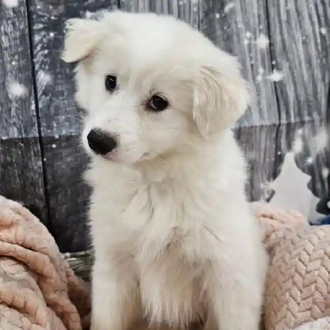 Female American Eskimo Puppy for Sale in Monroeville, PA