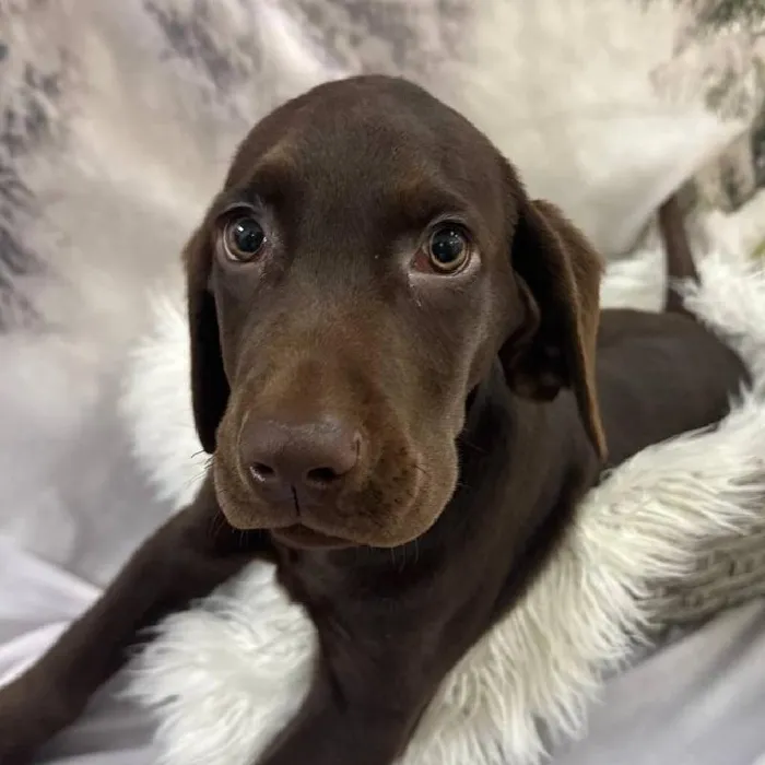 Male Labrador Retriever Puppy for Sale in Monroeville, PA