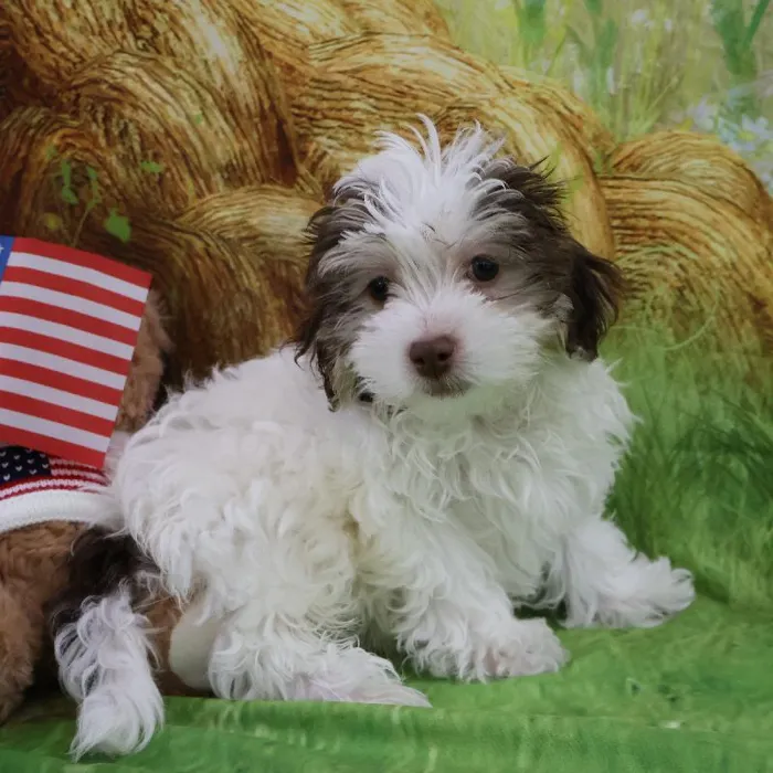Male Havanese puppy named Michael for sale at Petland Monroeville.