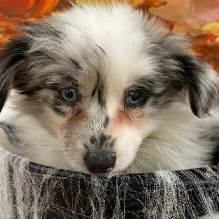 Female Miniature Australian Shepherd Puppy for Sale in Monroeville, PA