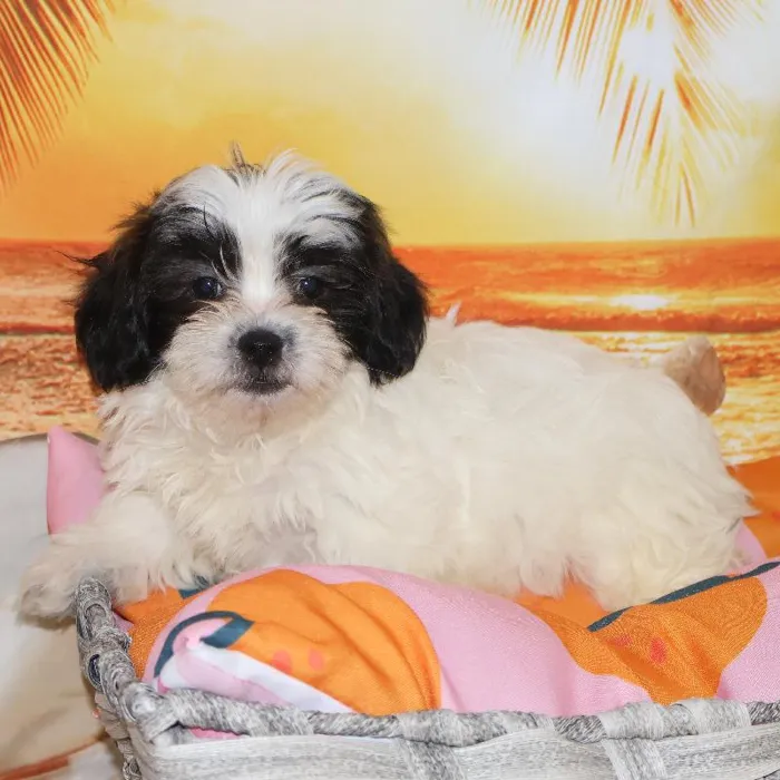 Female Teddy Bear Puppy for Sale in Monroeville, PA