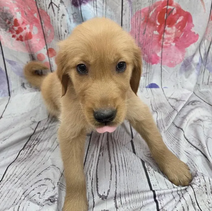 Male Golden Retriever Puppy for Sale in Monroeville, PA