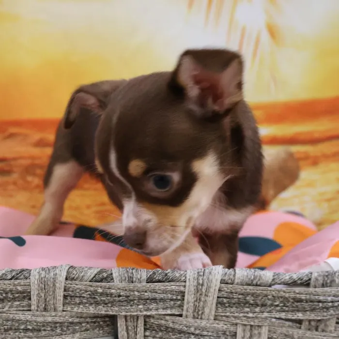 Male Chihuahua Puppy for Sale in Monroeville, PA