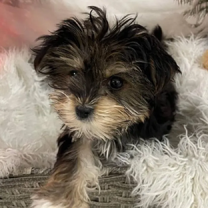 Female Morkie Puppy for Sale in Monroeville, PA