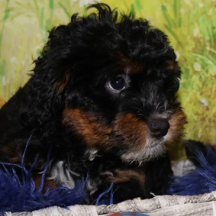 Male Mini Bernedoodle puppy named Jackson for sale at Petland Monroeville.