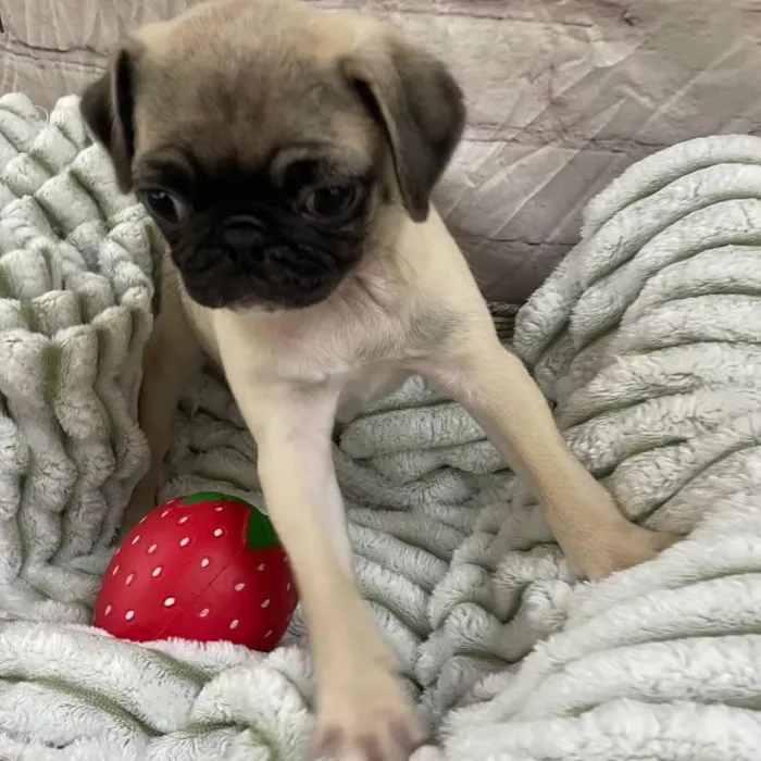 Female Pug Puppy for Sale in Monroeville, PA