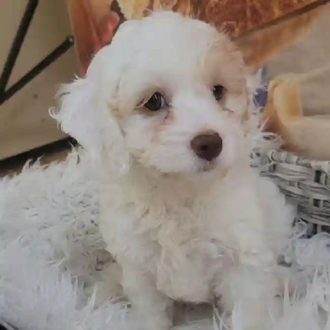 Female Cockapoo Puppy for Sale in Monroeville, PA