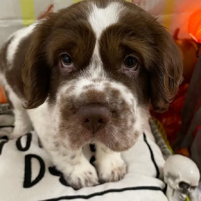 Male Mini Hippo Puppy for Sale in Monroeville, PA