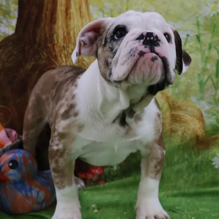 Male English Bulldog puppy named Meatball for sale at Petland Monroeville.