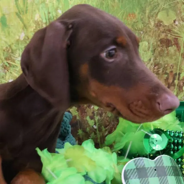 Female Doberman Pinscher Puppy for Sale in Monroeville, PA