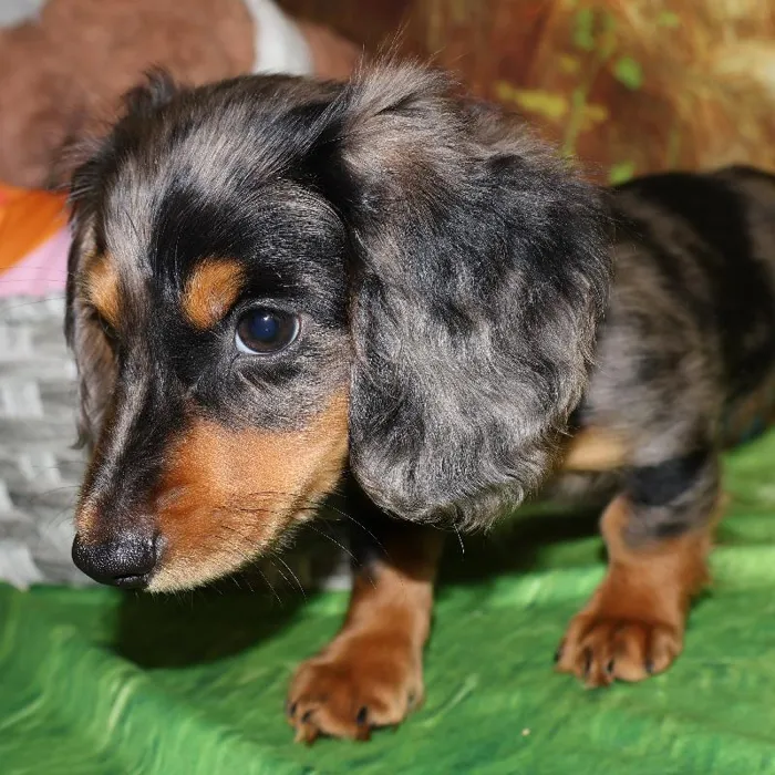 Male Dachshund puppy named Joseph for sale at Petland Monroeville.