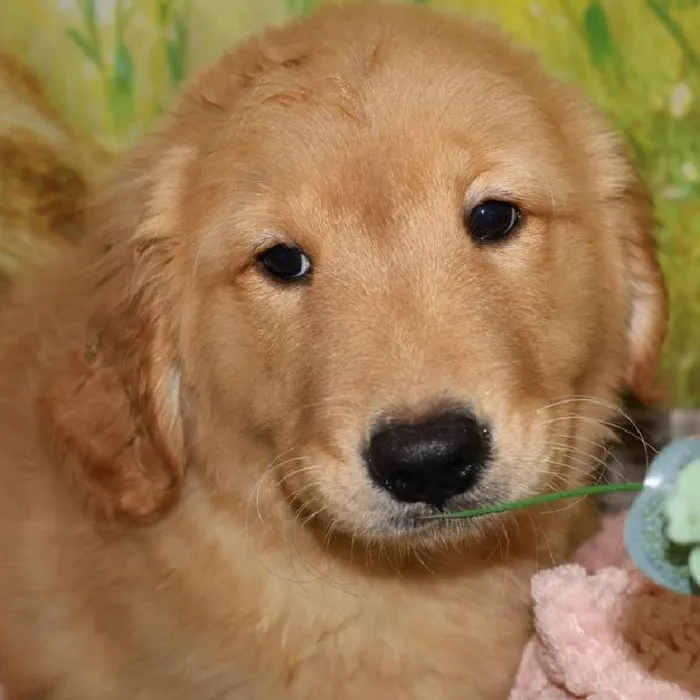 Female Golden Retriever puppy named Hope for sale at Petland Monroeville.