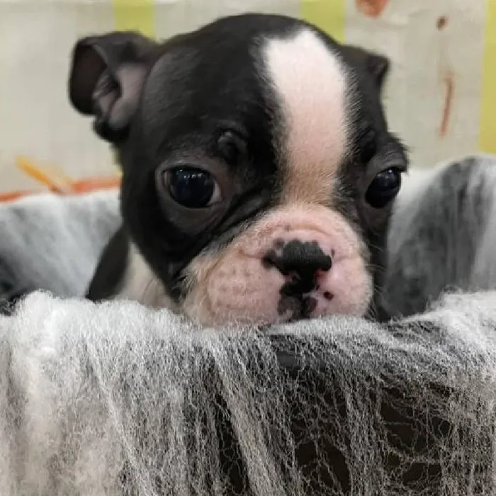Male Boston Terrier Puppy for Sale in Monroeville, PA